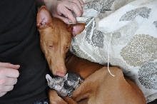 Enya and Atheles