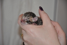 black spotted male (5)