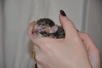 black spotted male (5)