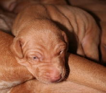 Pups 12 days