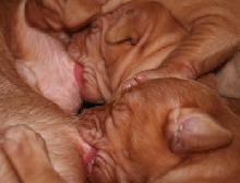 Pups Milkbar 12days