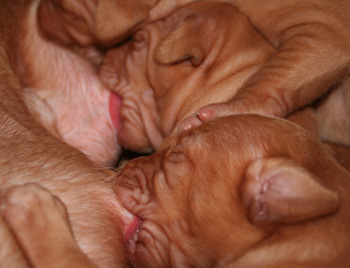 Pups Milkbar 12days