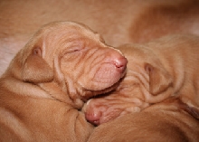 Pups sweet sleep 12days