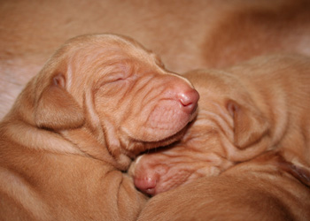Pups sweet sleep 12days