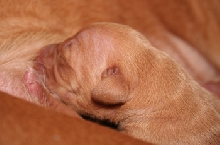 Enya pup