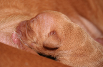 Enya pup