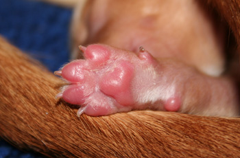 puppy paw