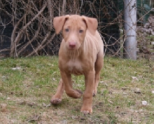 Enya pup 8wks