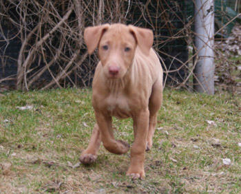 Enya pup 8wks