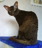 Stures glossy coat