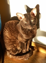 Sture in the sun