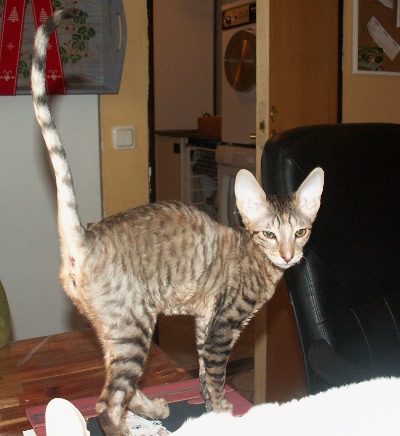Kyra 14 weeks