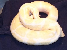 Albino Male