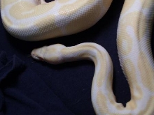 Albino Male