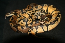 Baby Pastel with Normal