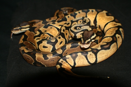 Baby Pastel with Normal