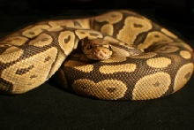 Ghost Male