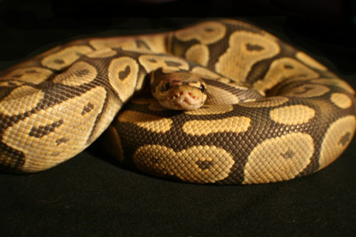 Ghost Male