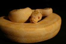 Albino male