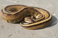 Genetic Stripe