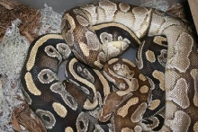 Butter 100% Het Ghost w/ Mojo