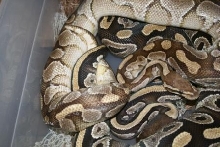 Butter 100%het Ghost w/ Mojo
