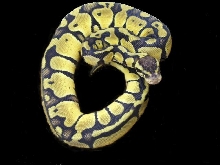 Baby Pastel
