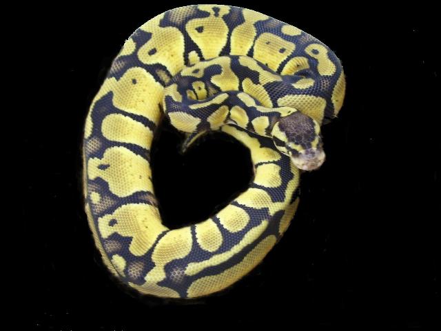 Baby Pastel