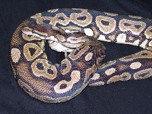 Cinnamon Pastel