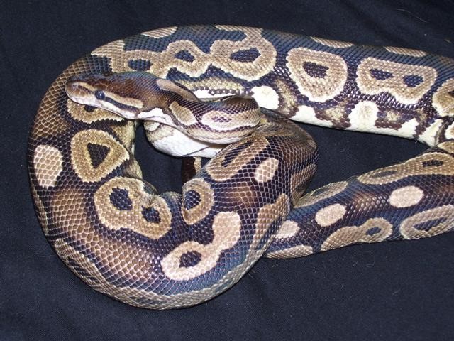 Cinnamon Pastel