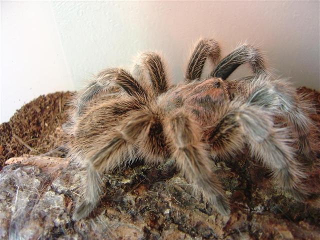 Grammostola.rosea