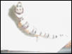 gecko4