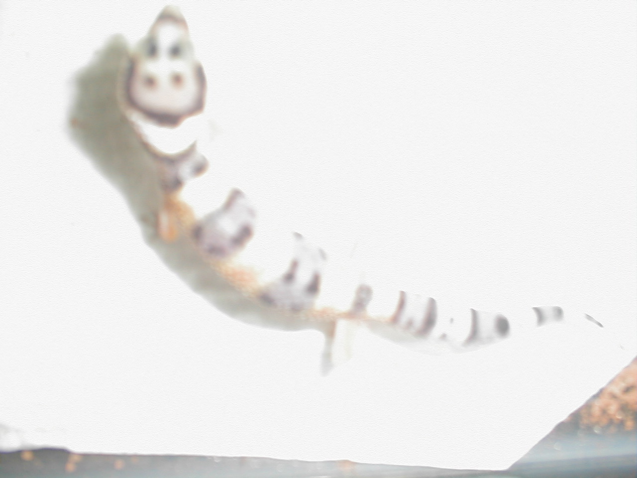 gecko4
