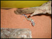 gecko1