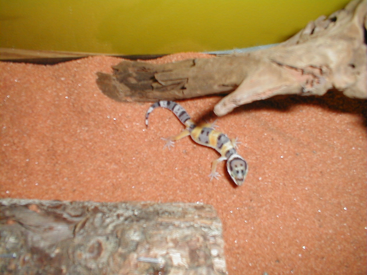 gecko1