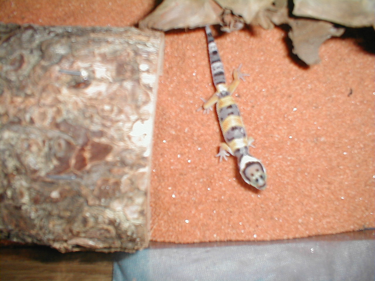 Gecko
