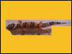 gecko5