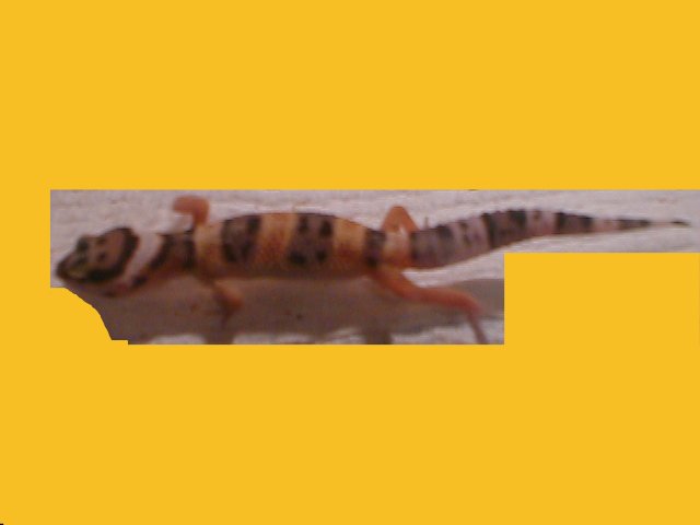 gecko5