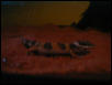 Gecko2