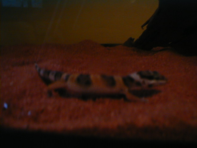 Gecko2