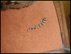 Gecko3
