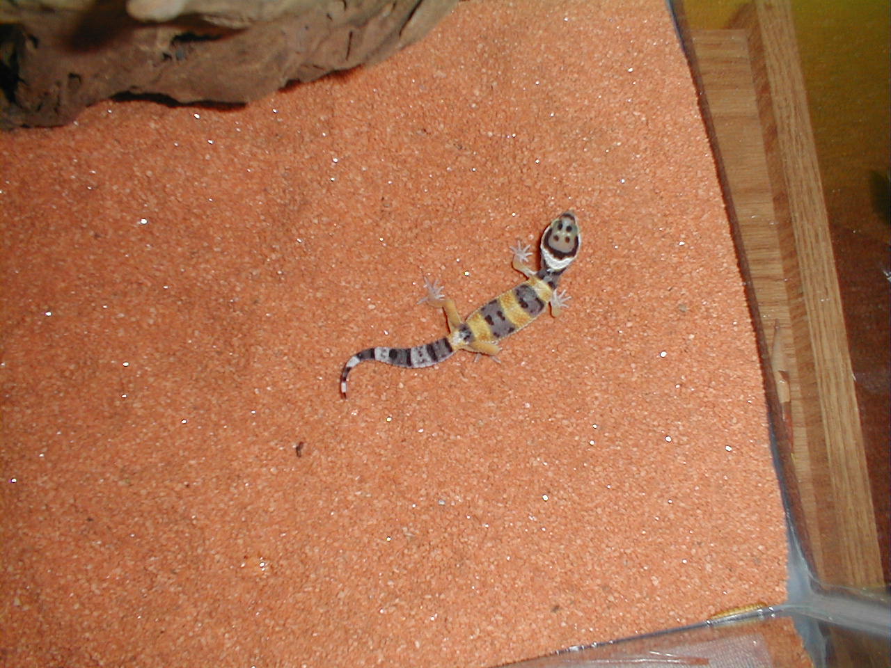 Gecko3