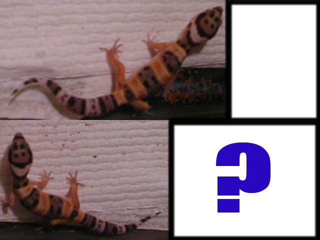 gecko6