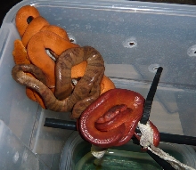 CBB '07 Amazon Tree Boa's