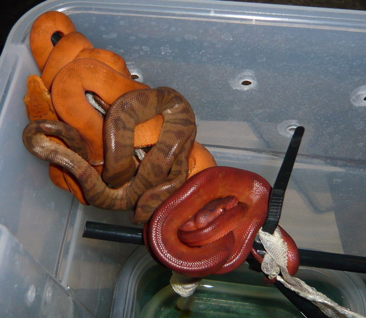 CBB '07 Amazon Tree Boa's