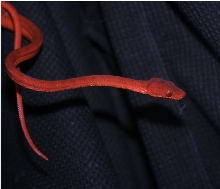 Red Amazon Tree Boa (patternless)
