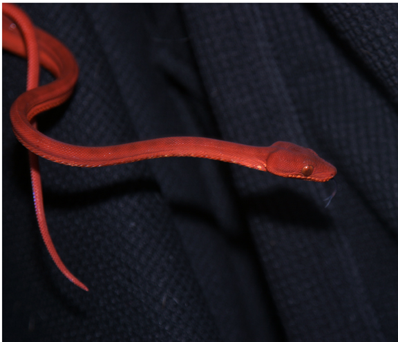 Red Amazon Tree Boa (patternless)