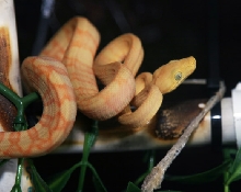 CBB '07 Amazon Tree Boa