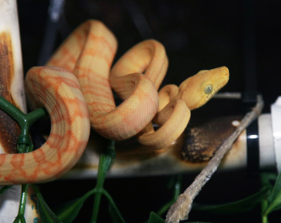 CBB '07 Amazon Tree Boa
