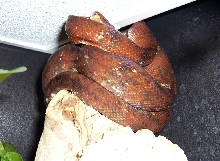 Calico Amazon Tree Boa female